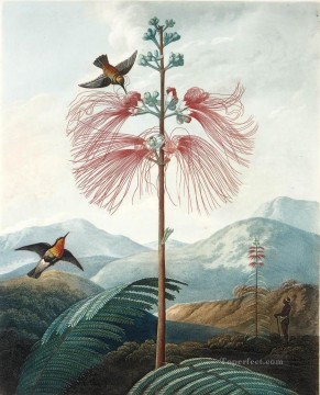 大きな花を咲かせる敏感な植物 フィリップ・ライナグルの鳥 Oil Paintings